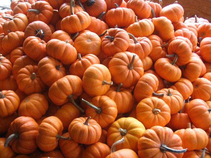 stockvault-pumpkin-pile100016